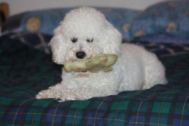 LAYUS y estoy buscando Novia !!!!